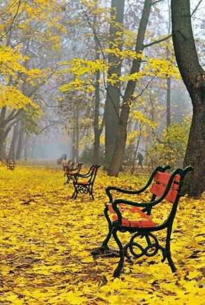 Yellow leafs and chair